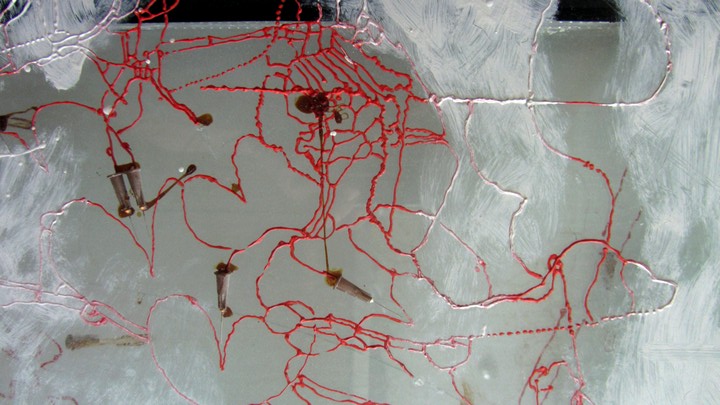 720long cont 20 bright 20 IMG_4039